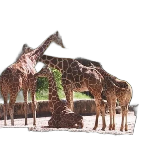animal, creature, hat, staff transparent PNG cut-out