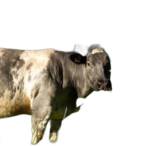 animal, creature, face, food transparent PNG cut-out