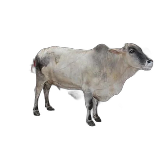 animal, creature, jewelry, food transparent PNG cut-out