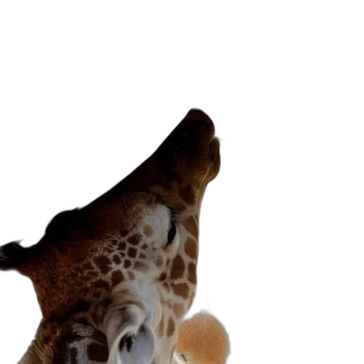 shoes, animal, creature, hat transparent PNG cut-out