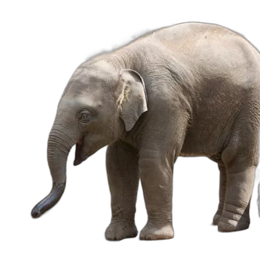 animal, creature, staff, weapon transparent PNG cut-out
