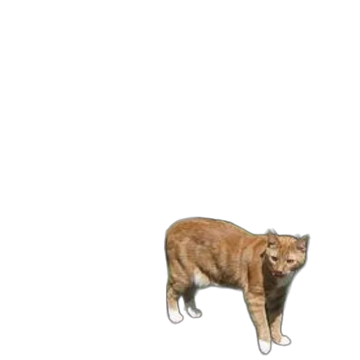 animal, creature, staff, weapon transparent PNG cut-out