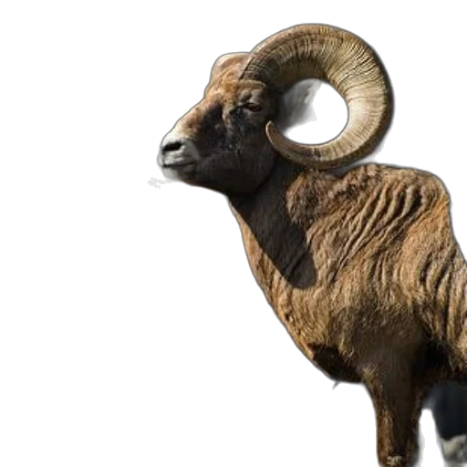 animal, 3d render, photorealistic, majestic transparent PNG cut-out