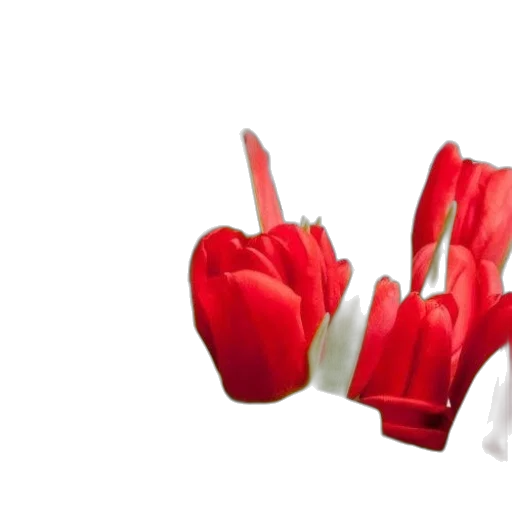 flower, weapon, food, crown transparent PNG cut-out