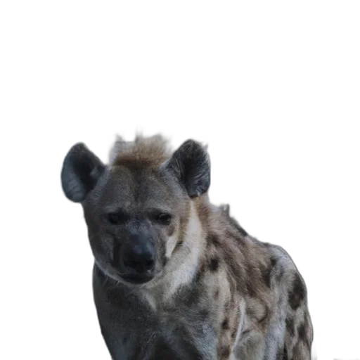 animal, creature, face, staff transparent PNG cut-out