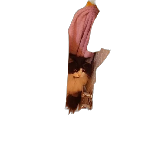 staff, hair, face, mask transparent PNG cut-out