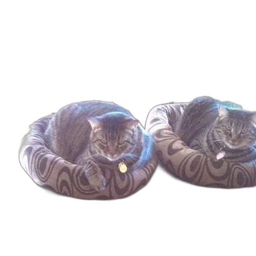 shoes, crown, hat, furniture transparent PNG cut-out