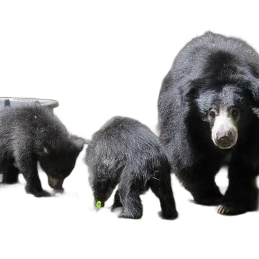 animal, creature, 3d render, concept art transparent PNG cut-out