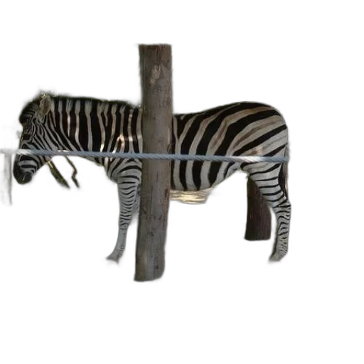 animal, furniture, weapon, creature transparent PNG cut-out
