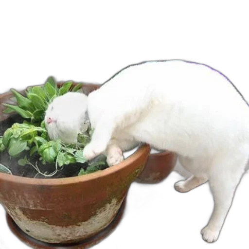 food, animal, creature, staff transparent PNG cut-out