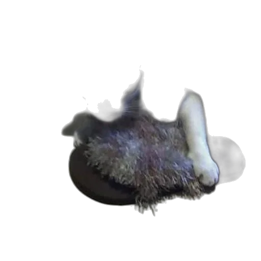 creature, animal, hair, dragon transparent PNG cut-out