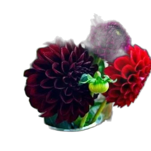 crown, flower, jewelry, hat transparent PNG cut-out