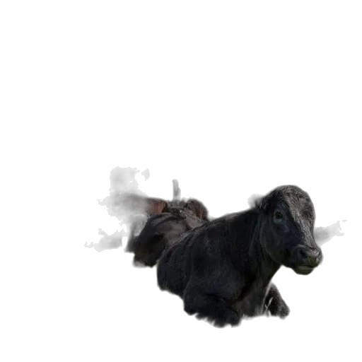 animal, hair, creature, dragon transparent PNG cut-out
