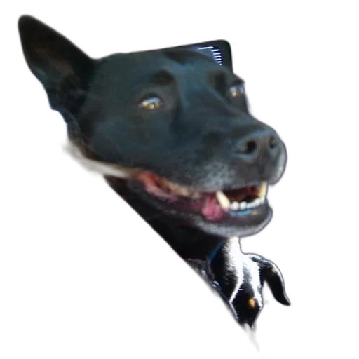 animal, creature, staff, face transparent PNG cut-out