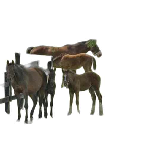 animal, furniture, weapon, staff transparent PNG cut-out