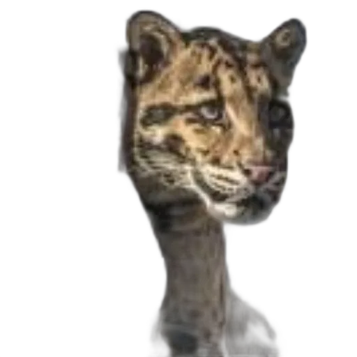 animal, creature, mask, face transparent PNG cut-out