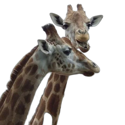 animal, creature, face, hat transparent PNG cut-out