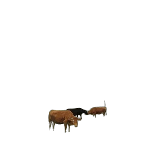 animal, furniture, food, creature transparent PNG cut-out