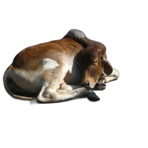 animal, staff, hat, creature transparent PNG cut-out