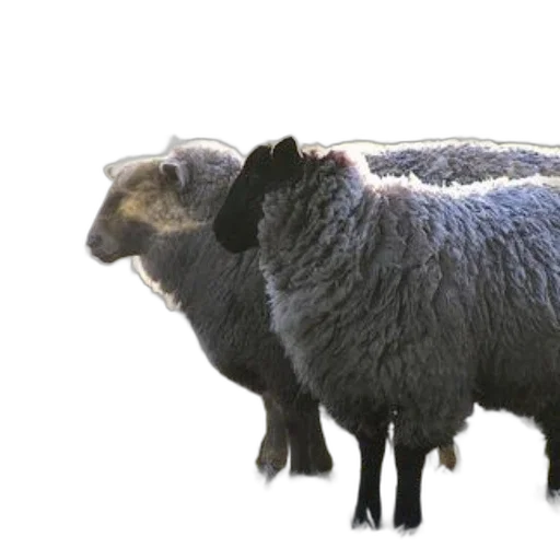 animal, creature, weapon, hair transparent PNG cut-out
