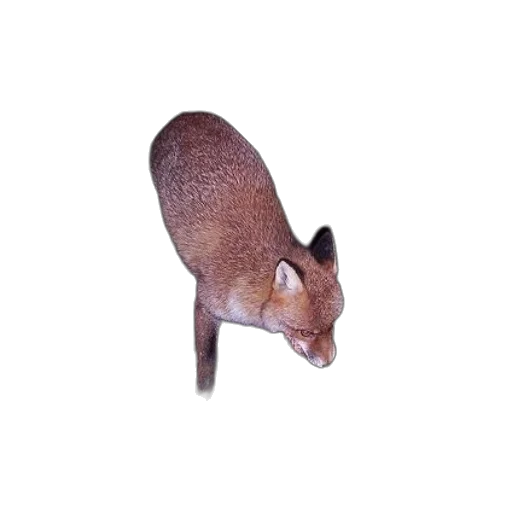 animal, creature, staff, hat transparent PNG cut-out