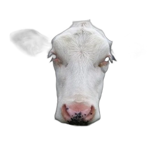 animal, face, mask, creature transparent PNG cut-out