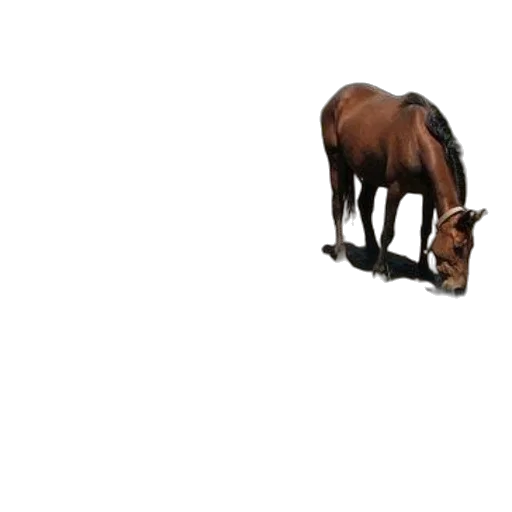 animal, creature, hat, shoes transparent PNG cut-out