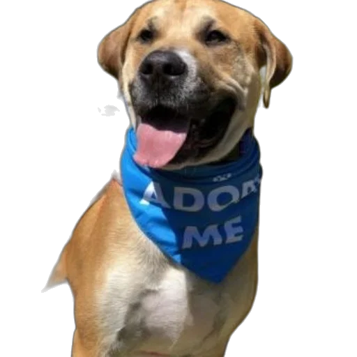 staff, animal, dog, wearing transparent PNG cut-out