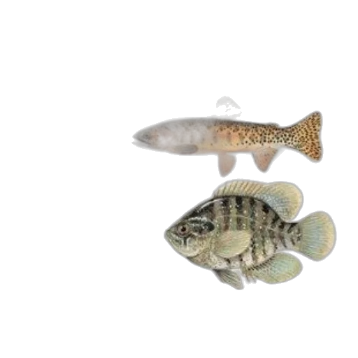 animal, jewelry, food, 3d render transparent PNG cut-out