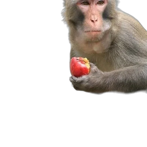 animal, food, staff, creature transparent PNG cut-out