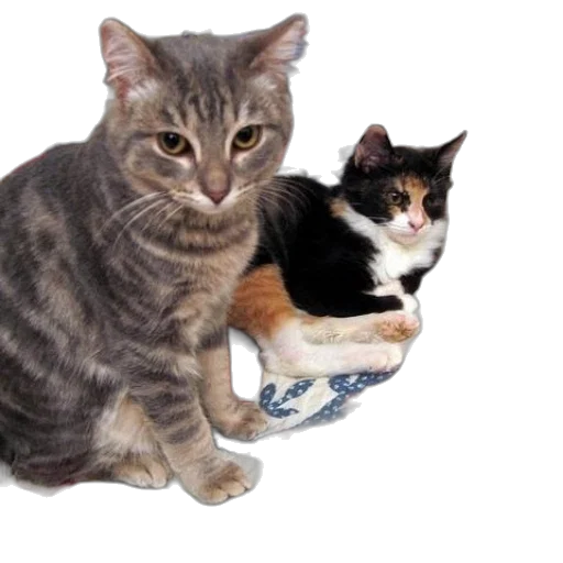 animal, photorealistic, two, cats transparent PNG cut-out