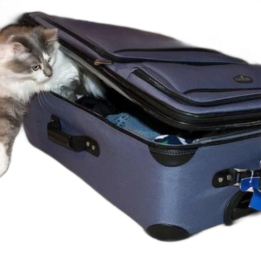 staff, animal, fluffy, cat transparent PNG cut-out