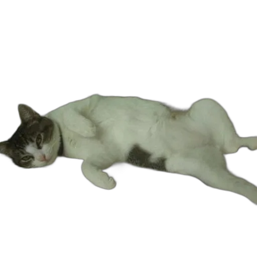 animal, creature, staff, robot transparent PNG cut-out