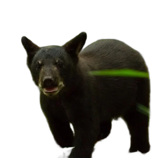 animal, creature, staff, concept art transparent PNG cut-out