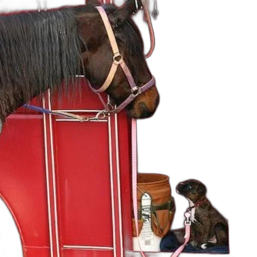 furniture, horse, dog, red transparent PNG cut-out