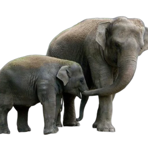 animal, photorealistic, 3d render, concept art transparent PNG cut-out