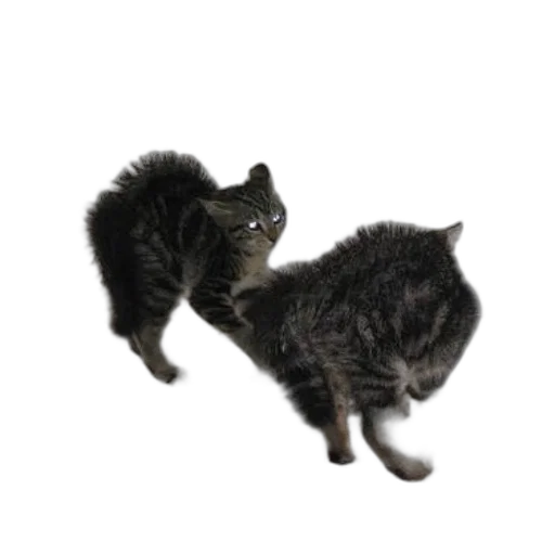 animal, creature, staff, hair transparent PNG cut-out