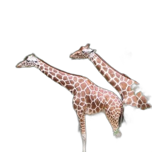 animal, shoes, jewelry, creature transparent PNG cut-out