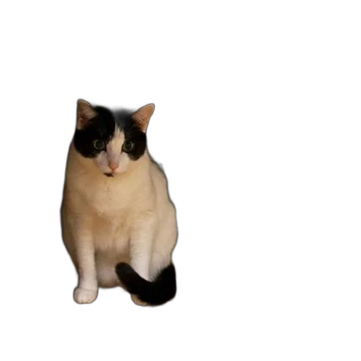animal, creature, staff, robot transparent PNG cut-out