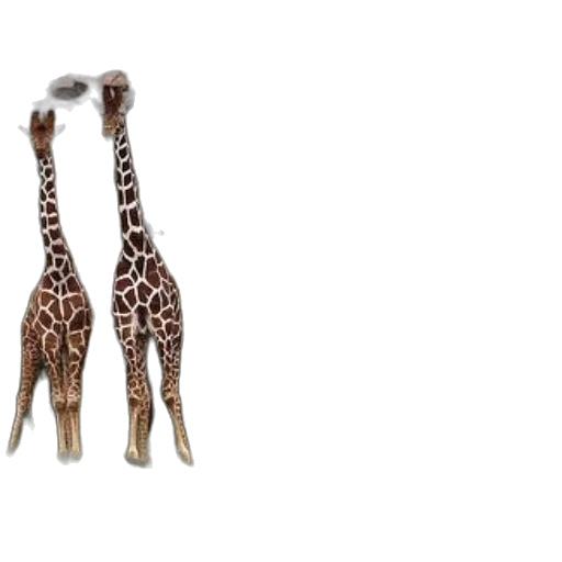 animal, shoes, jewelry, creature transparent PNG cut-out