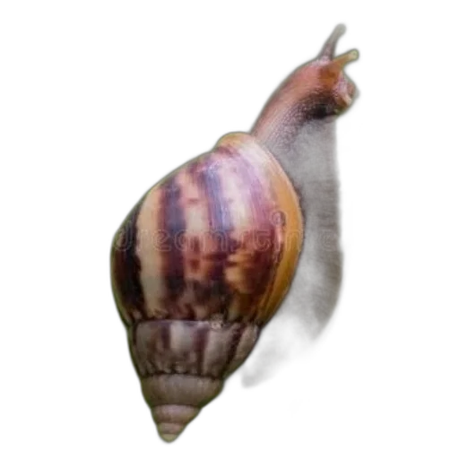 animal, creature, food, hair transparent PNG cut-out