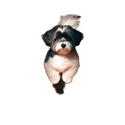 animal, staff, creature, face transparent PNG cut-out