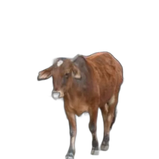 animal, creature, food, face transparent PNG cut-out