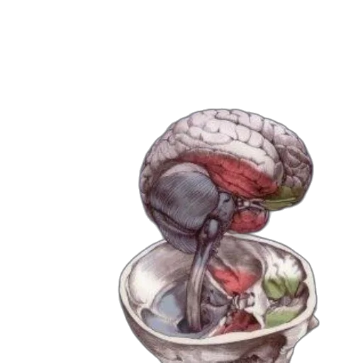 hat, food, crown, jewelry transparent PNG cut-out