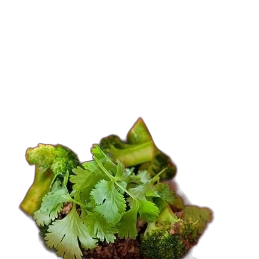 food, crown, dragon, animal transparent PNG cut-out