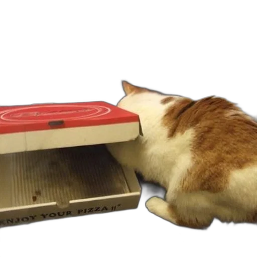 furniture, food, shoes, animal transparent PNG cut-out