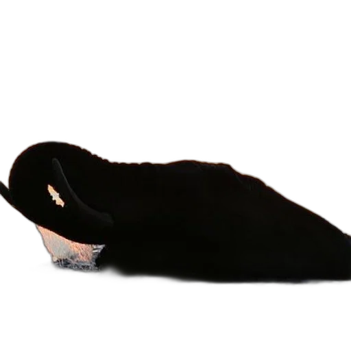 shoes, hat, mask, jacket transparent PNG cut-out