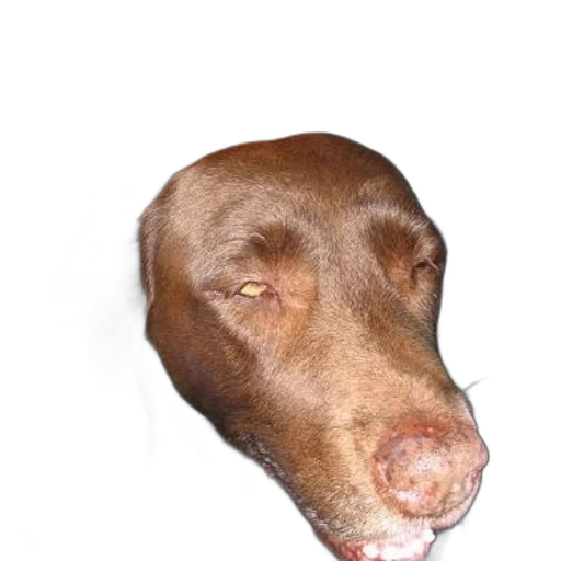 face, animal, creature, mask transparent PNG cut-out