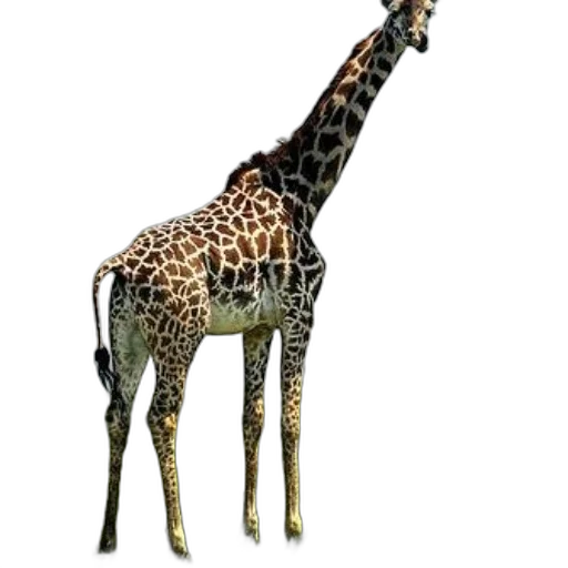 animal, creature, staff, weapon transparent PNG cut-out