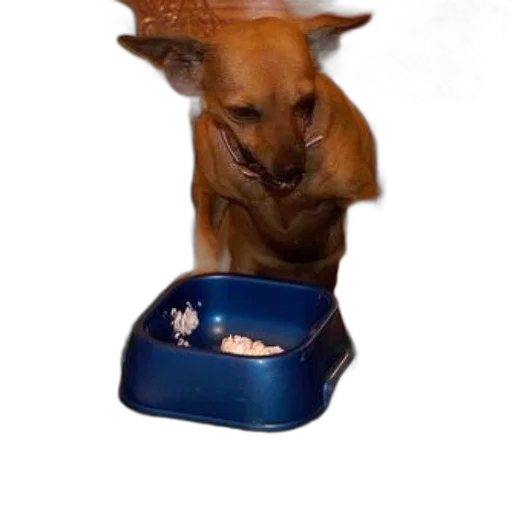 food, hat, animal, crown transparent PNG cut-out